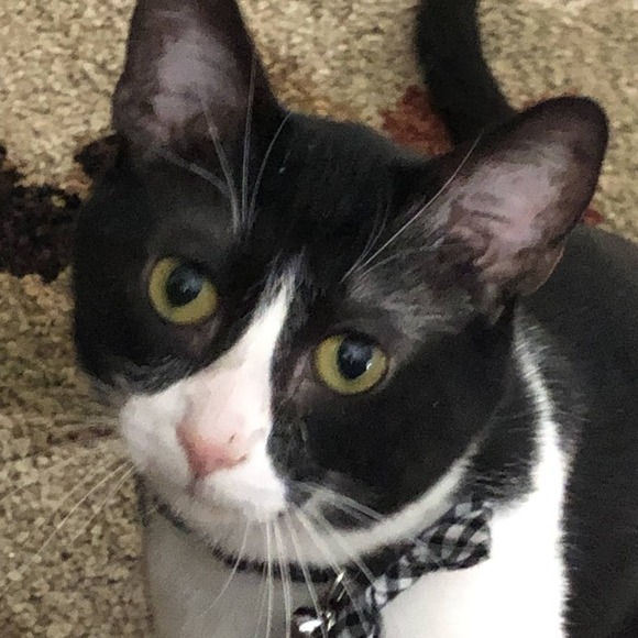 Meet your Posher, Vicky - Picture 1 of 1